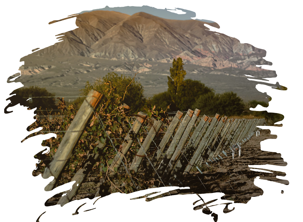 Bodega y Vinos